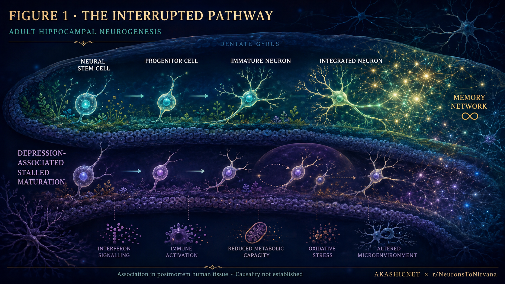 Scientific illustration comparing adult hippocampal neurogenesis with depression-associated stalled neuronal maturation.